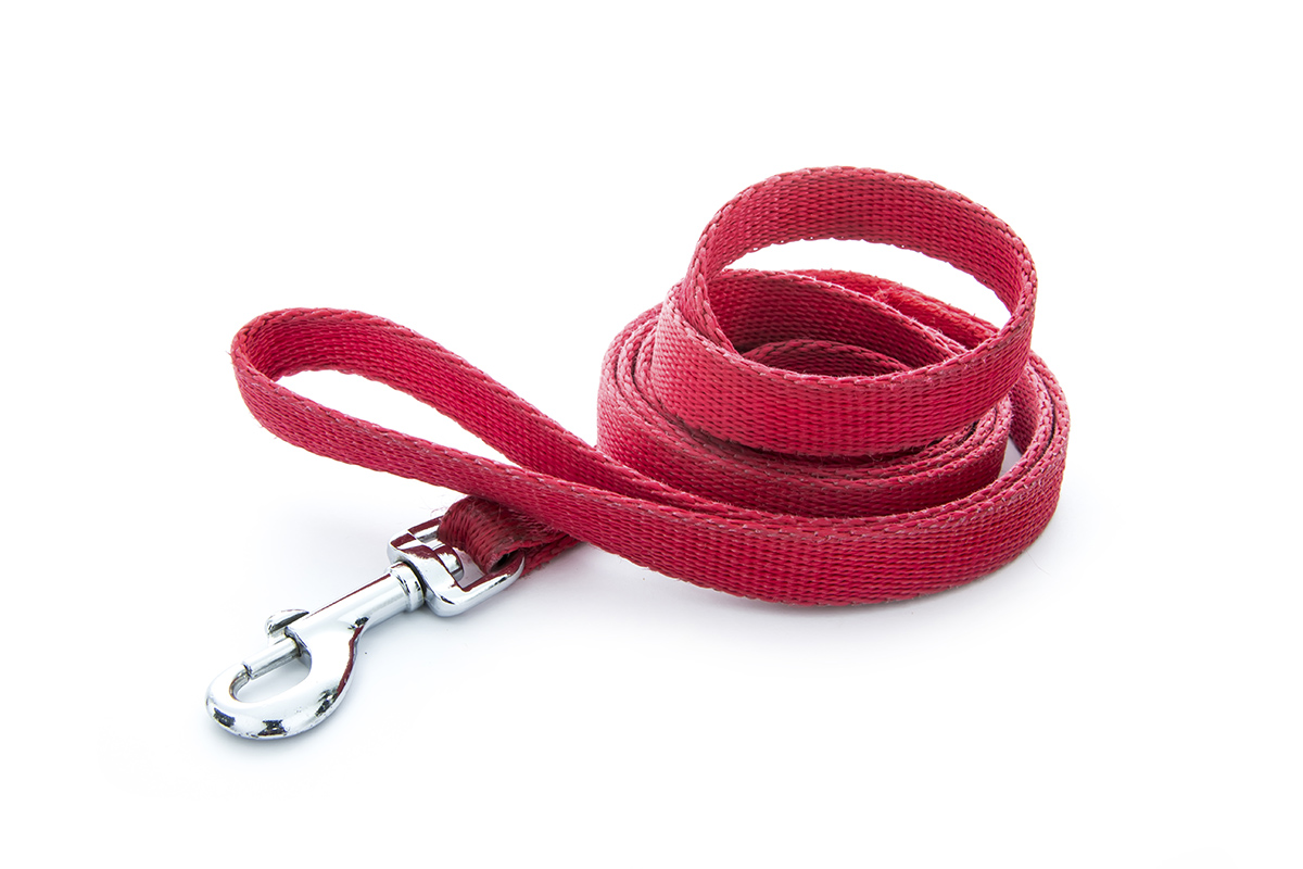 red dog lead stock photo